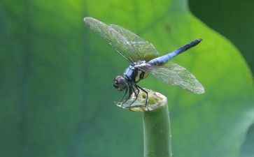 捉蜻蜓读后感6篇