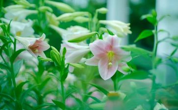 春天的百合作文优秀7篇