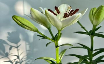 春天的百合作文5篇