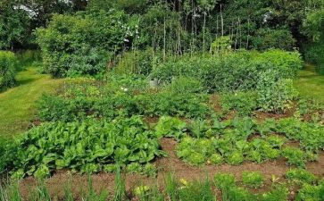 我家的小菜园作文5篇