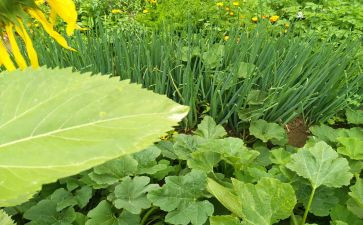 小菜园中班教案8篇