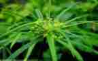 草优秀作文最新8篇