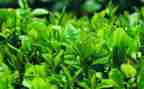 高考关于茶的作文优质6篇