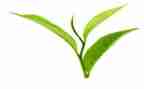 茶的调研报告范文优秀7篇