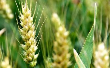 才是成熟的模样作文通用6篇