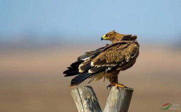 羚羊木雕的作文参考7篇