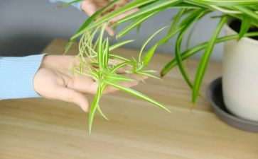 描写吊兰的作文600字7篇