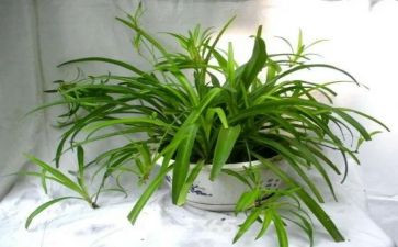 关于吊兰作文8篇