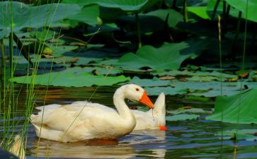 古诗鹅教案最新7篇