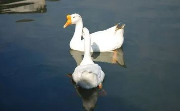 咏鹅教案小班教案精选6篇