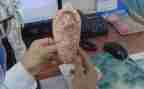 眼睛耳朵鼻子嘴作文7篇