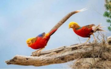 美丽的凤凰作文7篇