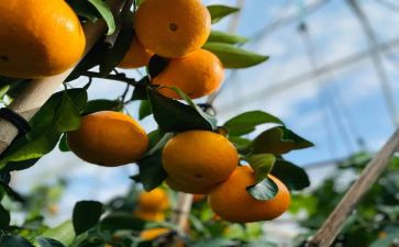 《柑橘与柠檬啊》读后感6篇