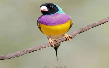 根鸟读后心得5篇