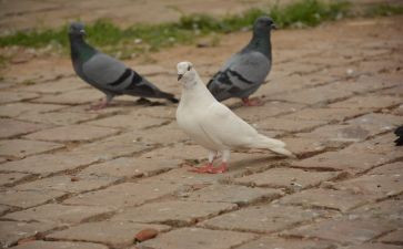 一只叫凤的鸽子读后感5篇