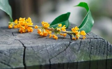 桂花糕教案7篇