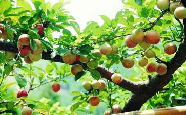 果树苗木采购合同5篇