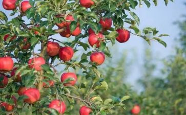 果树采购合同7篇