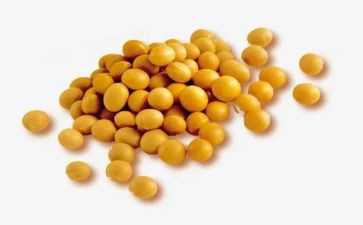 黄豆的作文400字作文6篇