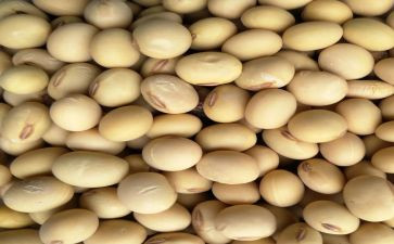 黄豆宝宝教案6篇