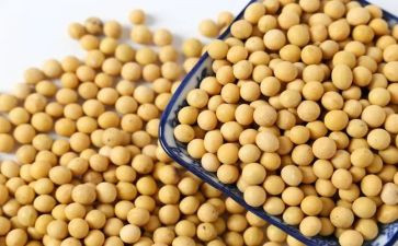 收黄豆作文7篇