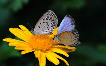 幼儿画蝴蝶教案7篇