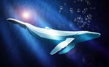 鲸教案设计优秀教案6篇