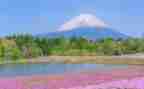 猫写景作文通用7篇