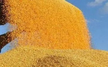 节约粮食教案8篇