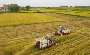 节约粮食的活动方案6篇