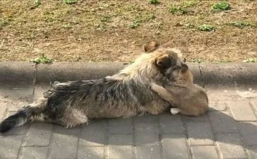 流浪狗和流浪猫读后感6篇