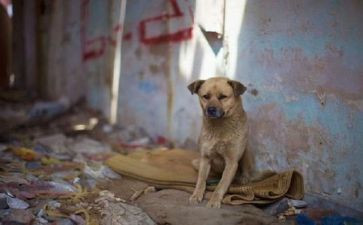 苦儿流浪记,读后感模板7篇