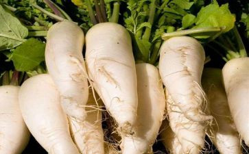 幼儿园《拔萝卜》教案推荐6篇