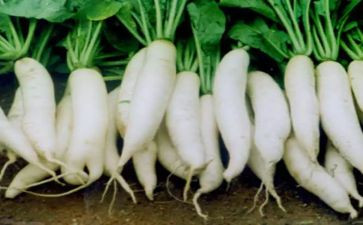 拔萝卜的游戏教案8篇