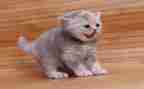 猫的演讲稿300到400字优质5篇