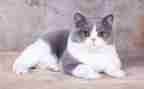 找小猫作文400字参考8篇