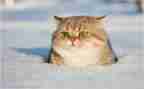 养小猫的素材作文5篇
