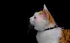 《猫》的读后感600字最新6篇
