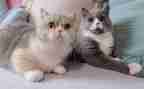 我家的小猫作文四年级作文8篇
