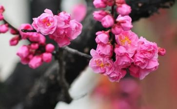 梅花糕的作文精选7篇