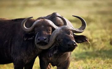 幼儿园大班小蜗牛教案5篇