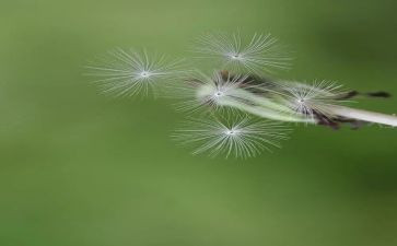 蒲公英教案精选8篇