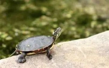 大班乌龟教案7篇