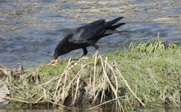 科学乌鸦喝水的教案8篇