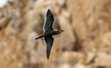 让梦想飞作文最新5篇