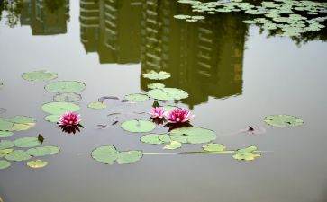 小池教案6篇
