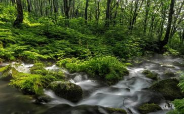 写小溪的作文800字7篇