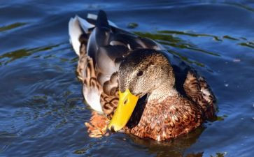 丑小鸭的阅读后感通用8篇