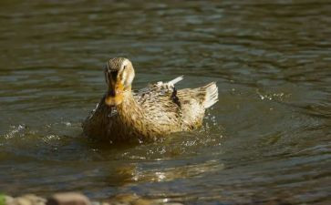 丑小鸭读后读后感参考6篇