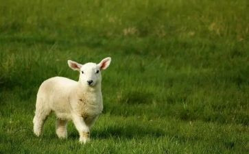 羊羊教案通用5篇